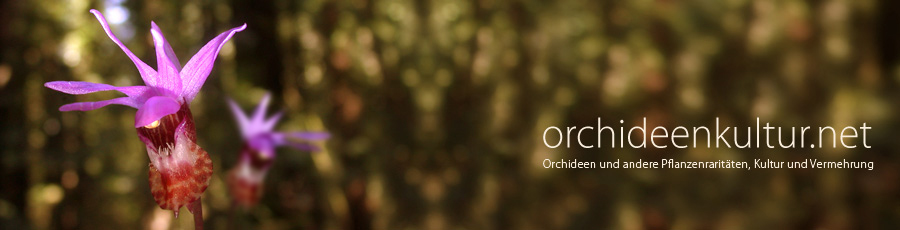 Orchideenkultur.net Logo